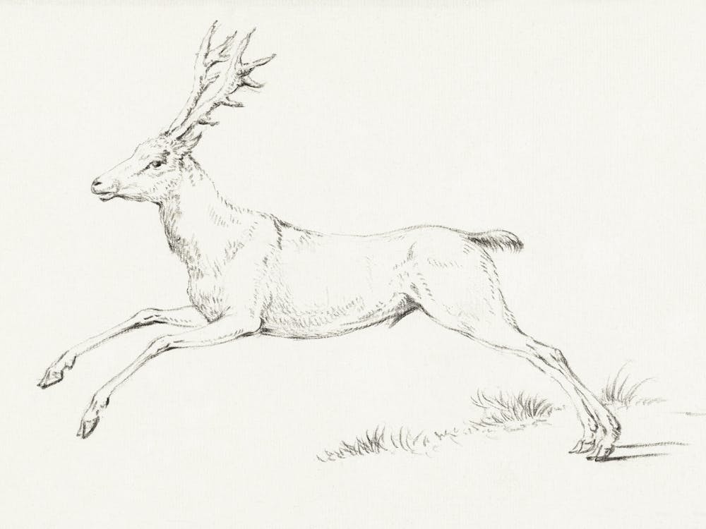 Vintage Deer Sketch