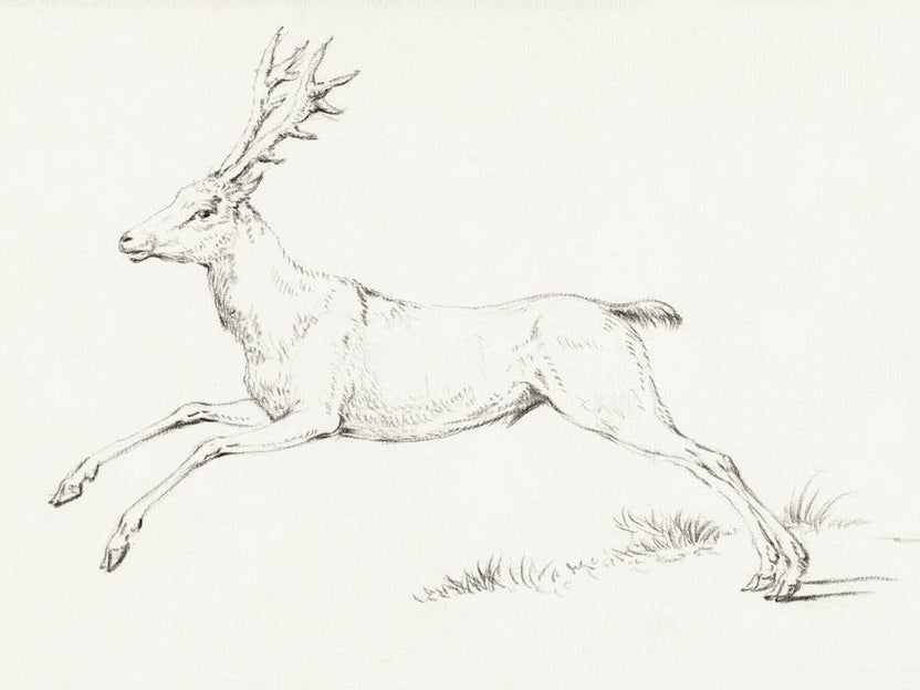 Vintage Deer Sketch