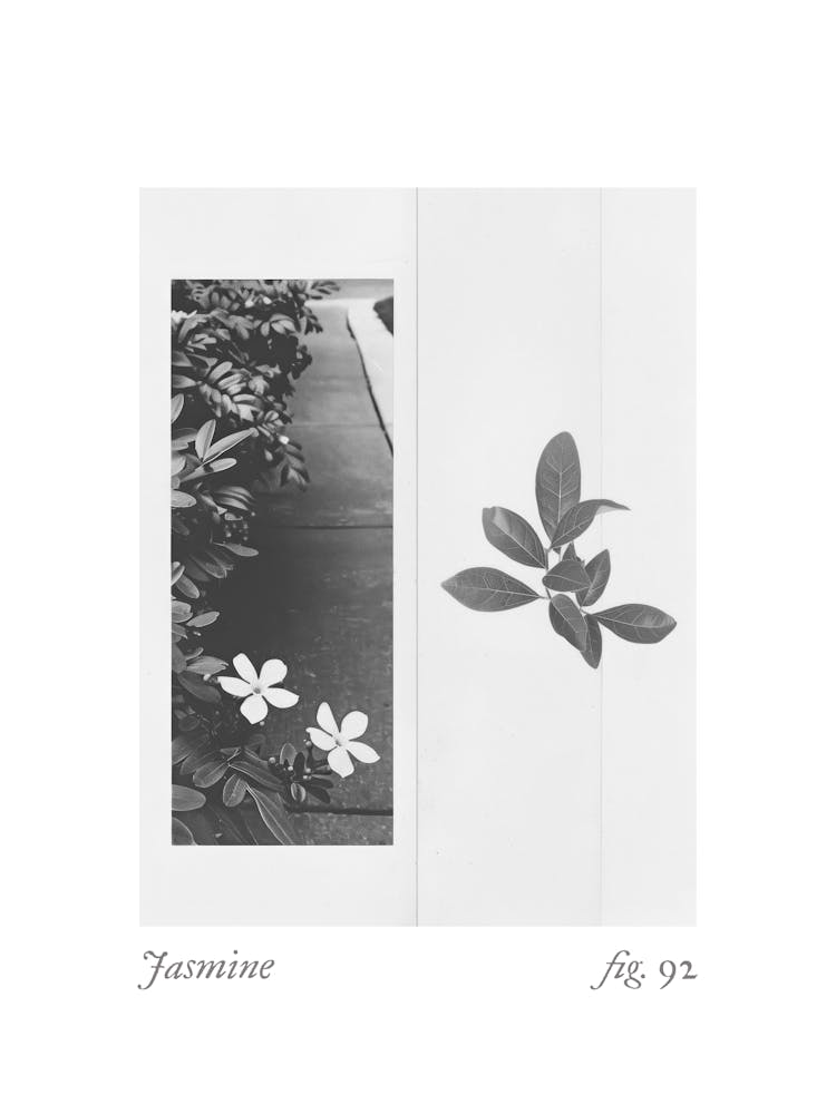 Jasmine Botanical Collage 2