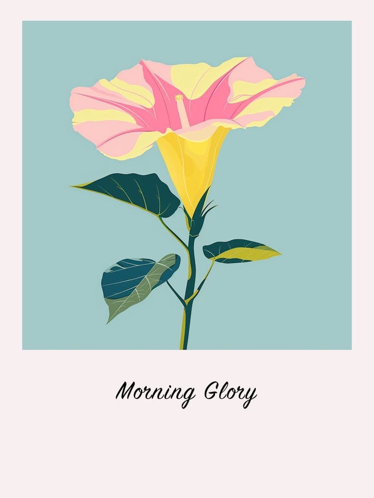 Morning Glory 4 Square Flower Illustration Poster