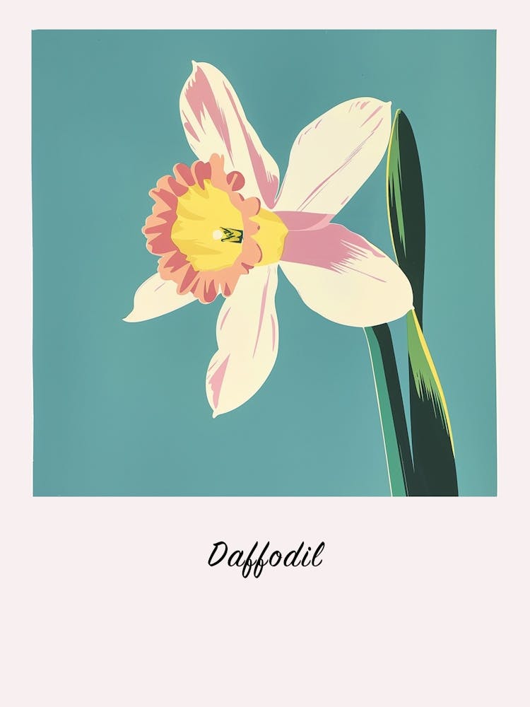 Daffodil 2 Square Flower Illustration Poster