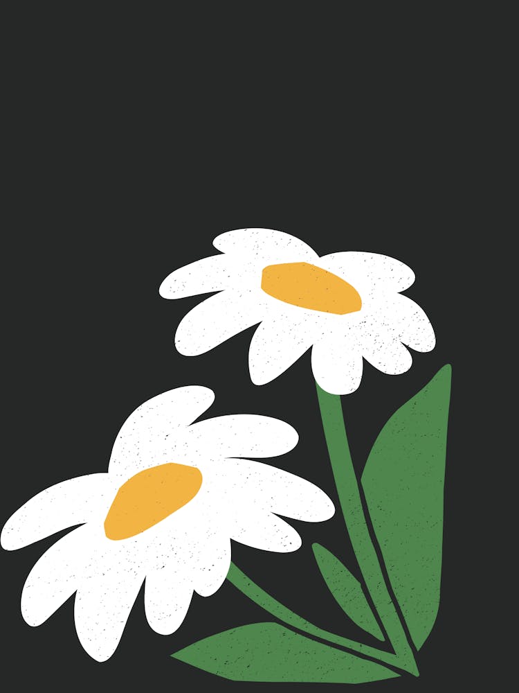 Daisies