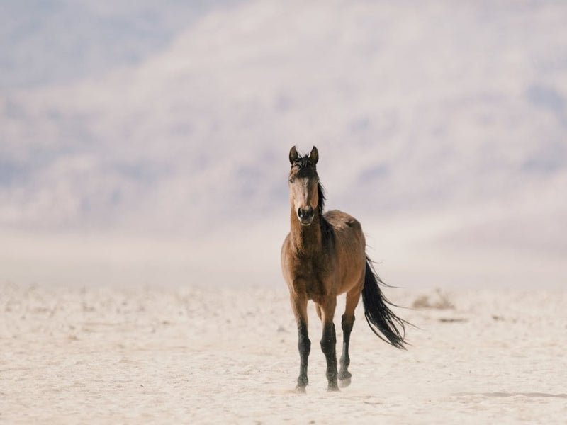 Horse On Horizon