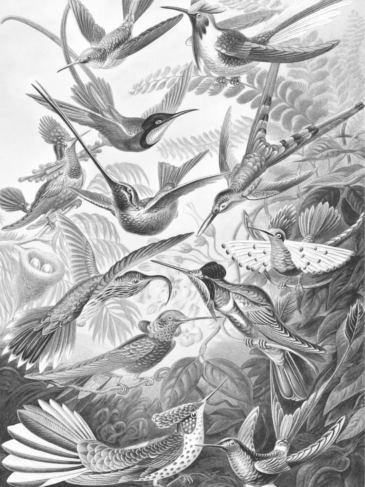HUMMINGBIRDS 2.0 Black / White