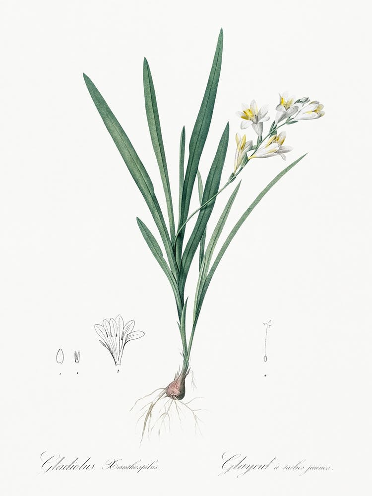 Gladiolus Xanthospilus Illustration From Les Liliacées (1805), Pierre Joseph Redoute