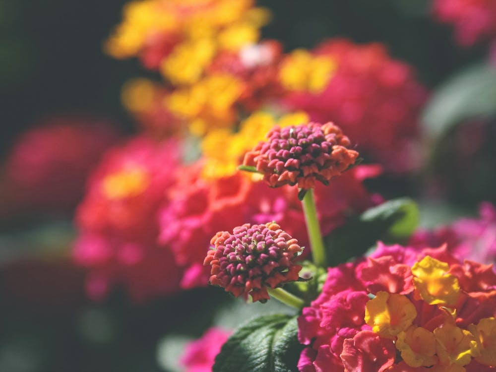 Summer flowers