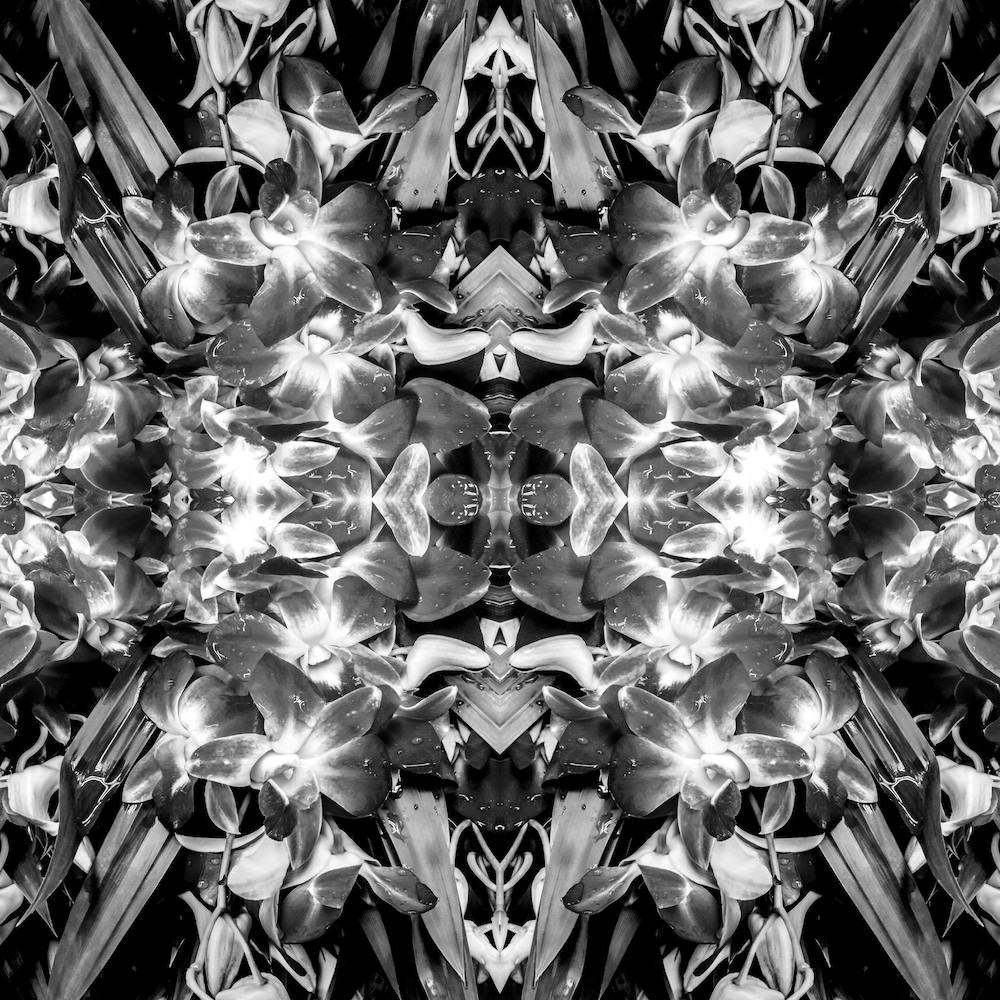 Ruby Reds Bw