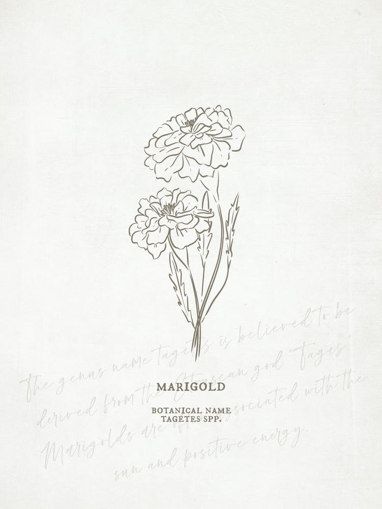 Marigold Geburtsblume | Antik