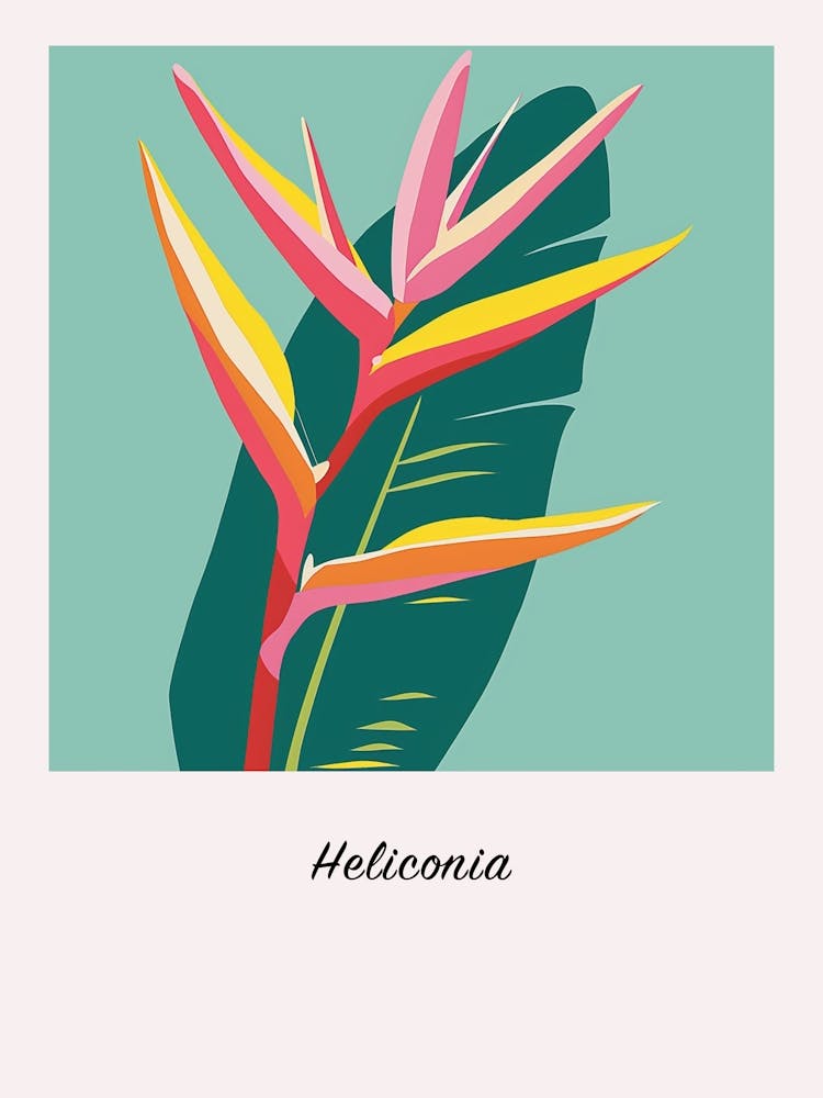 Heliconia 1 Square Flower Illustration Poster