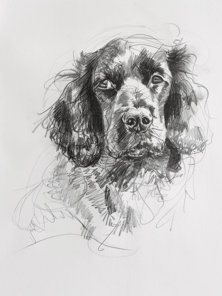 American Water Spaniel Dog Charcoal Line 4