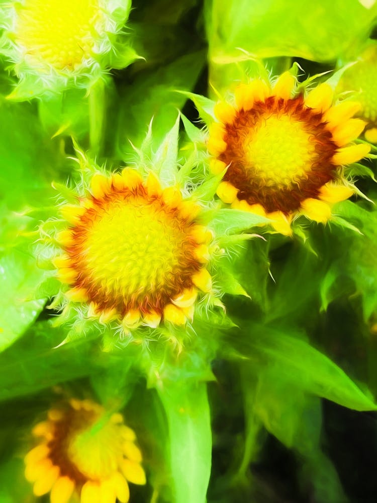 Sunflowers