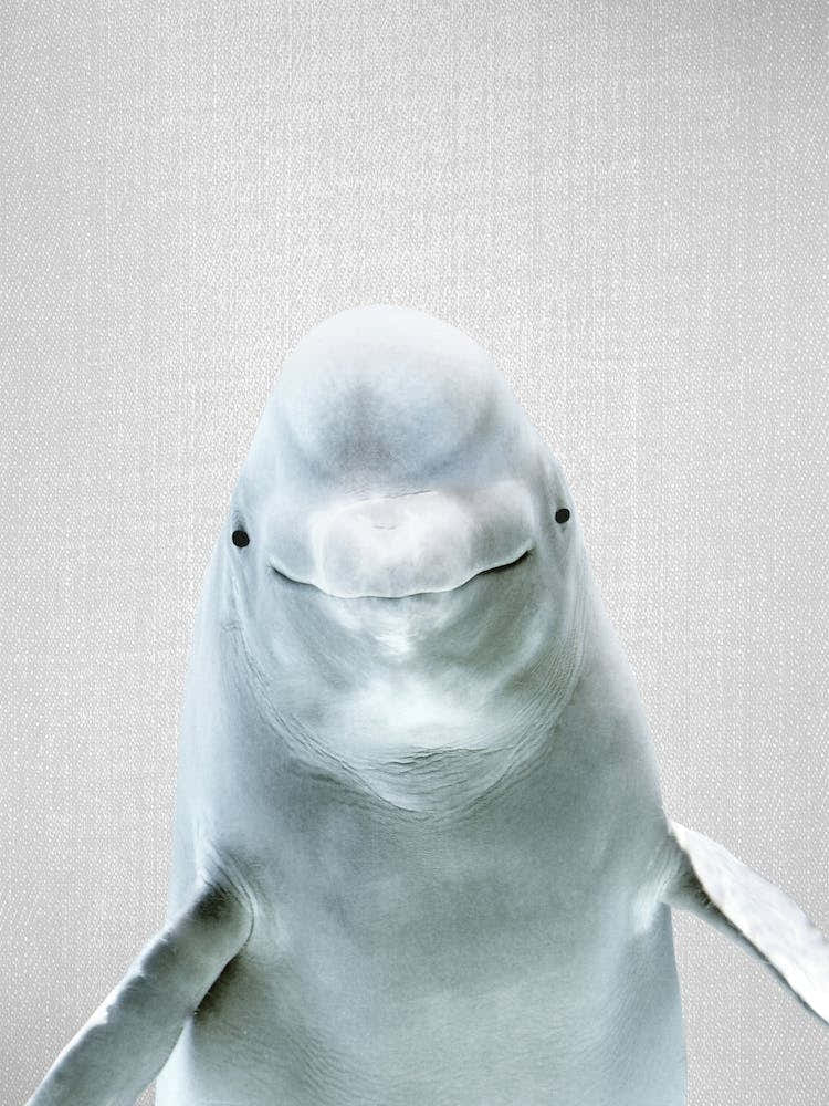 Beluga Whale