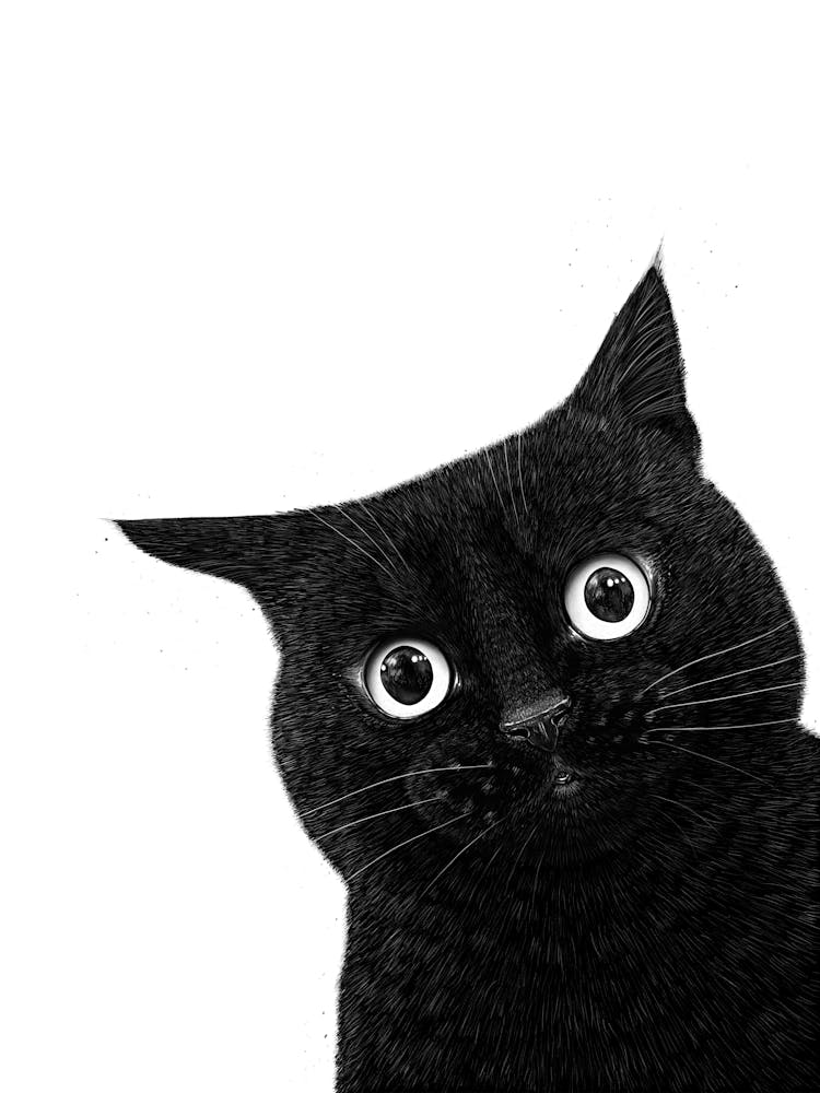 Funny Peeping Black Cat