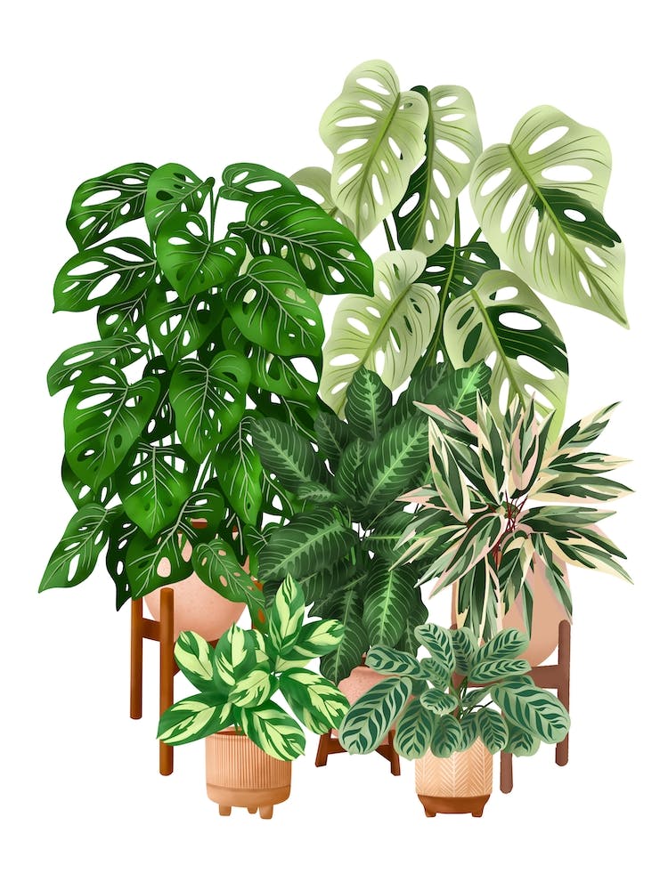 Plant Collection 1