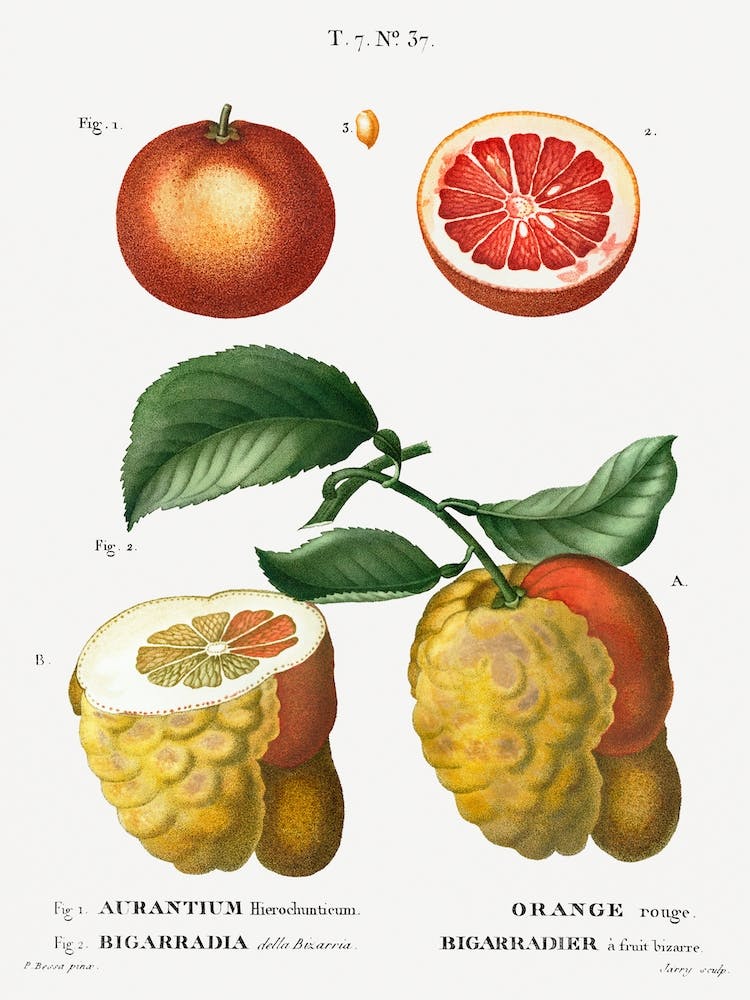 Blutorange, Pierre Joseph Redoute