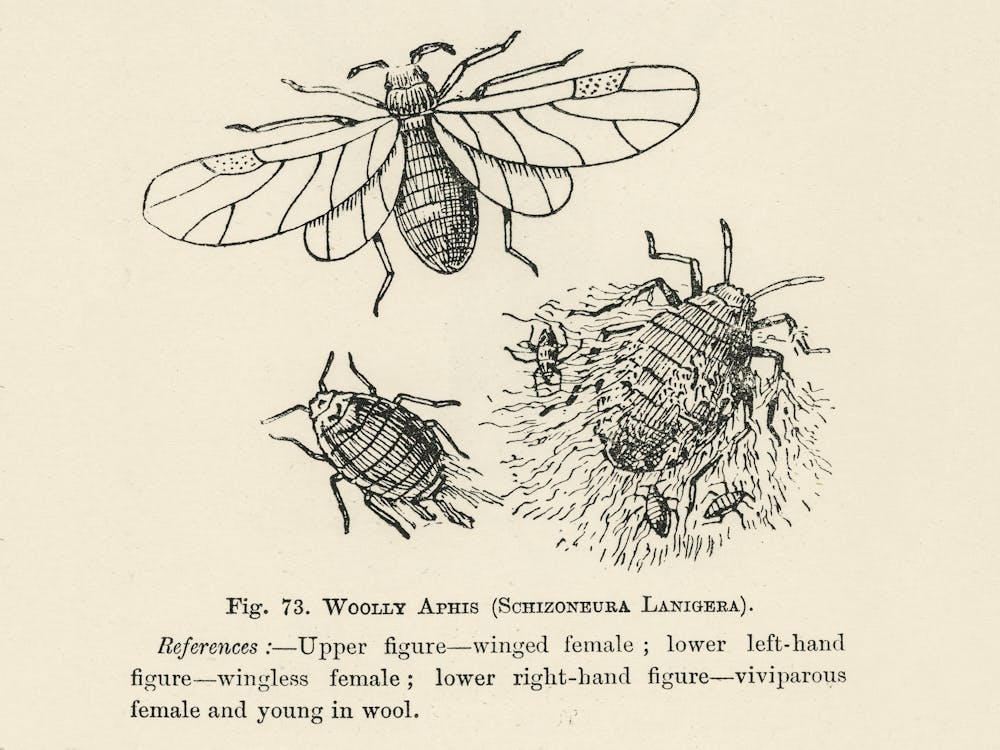 Vintage Illustration Of Schizoneura Lanigera, Woolly Aphis Bug, John Wright