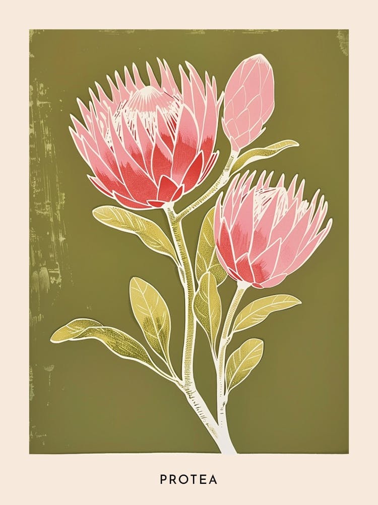 Pink & Green Protea 2 Flower Poster