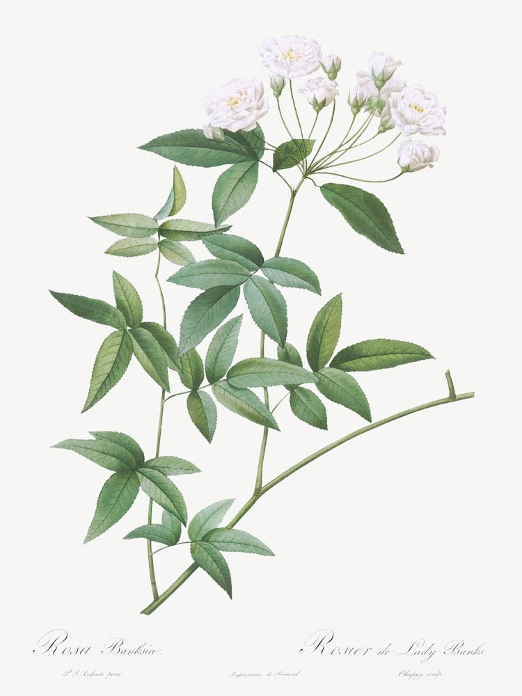 Lady Bank S Rose, Pierre Joseph Redoute (2)