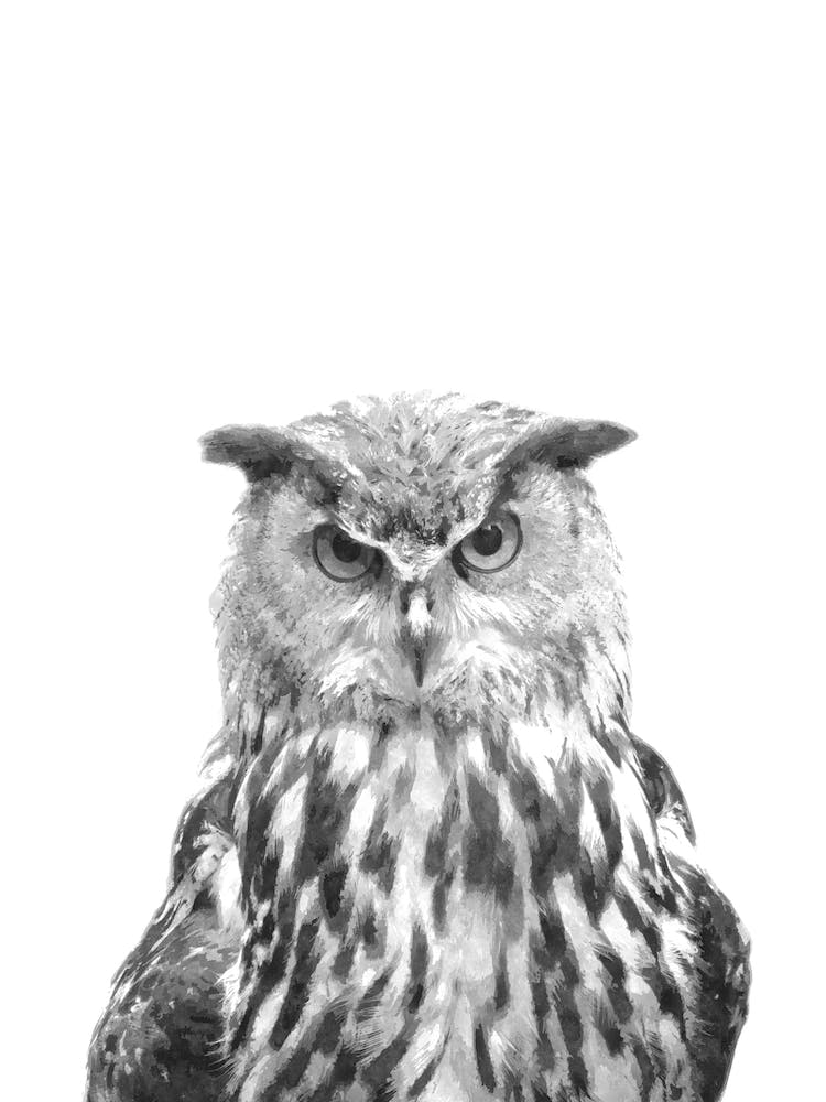 Black and White Owl Watercolor