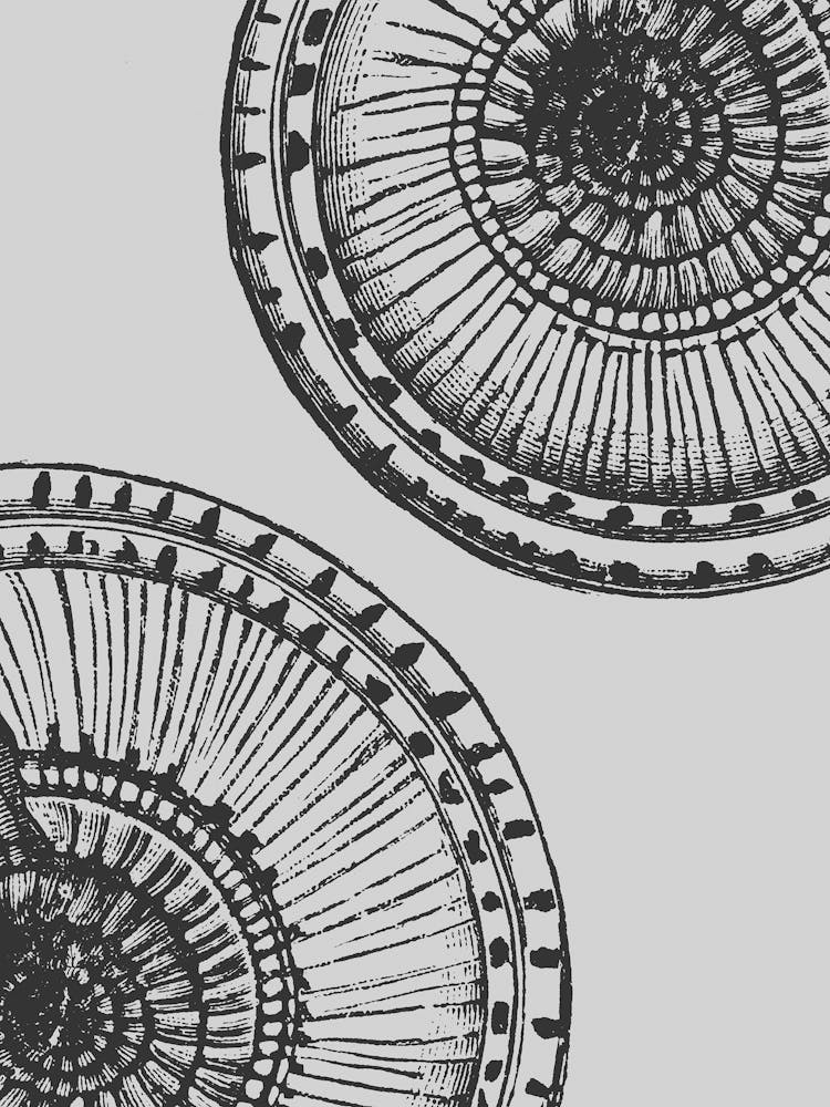 Two Circular Plates