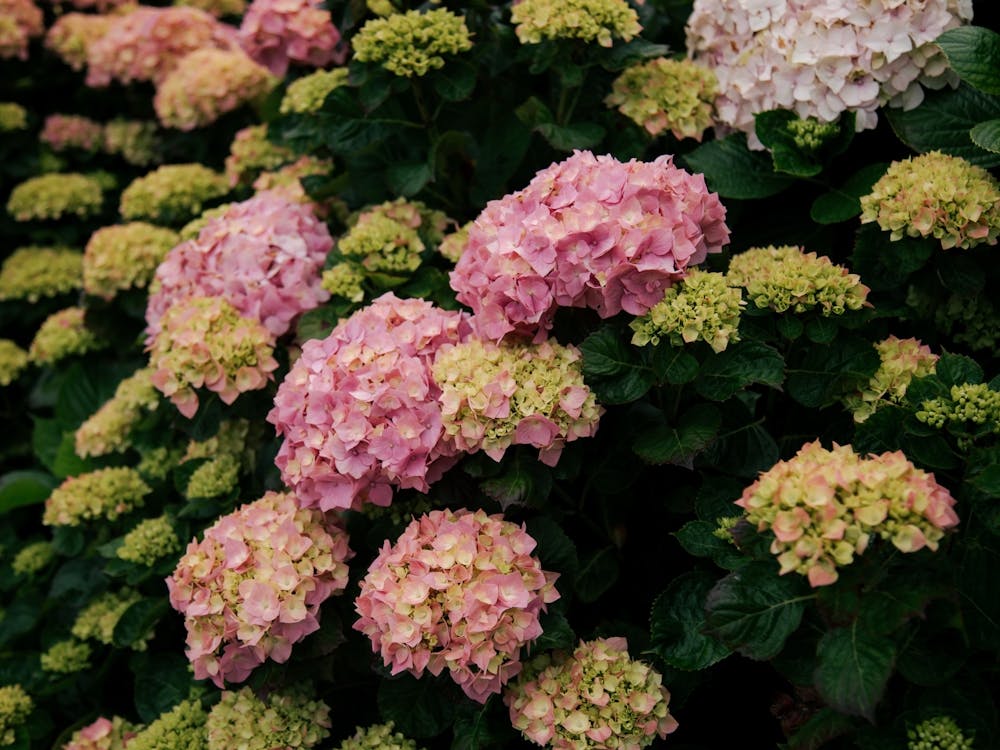 Hydrangeas