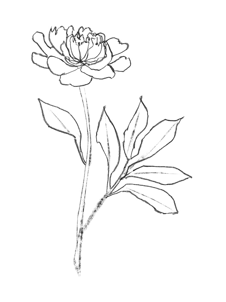 Peony Charcoal Line Drawing