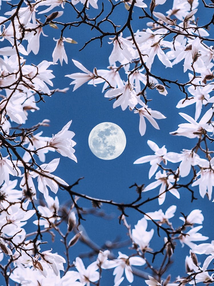 Moonlight Through Sakura Blossoms