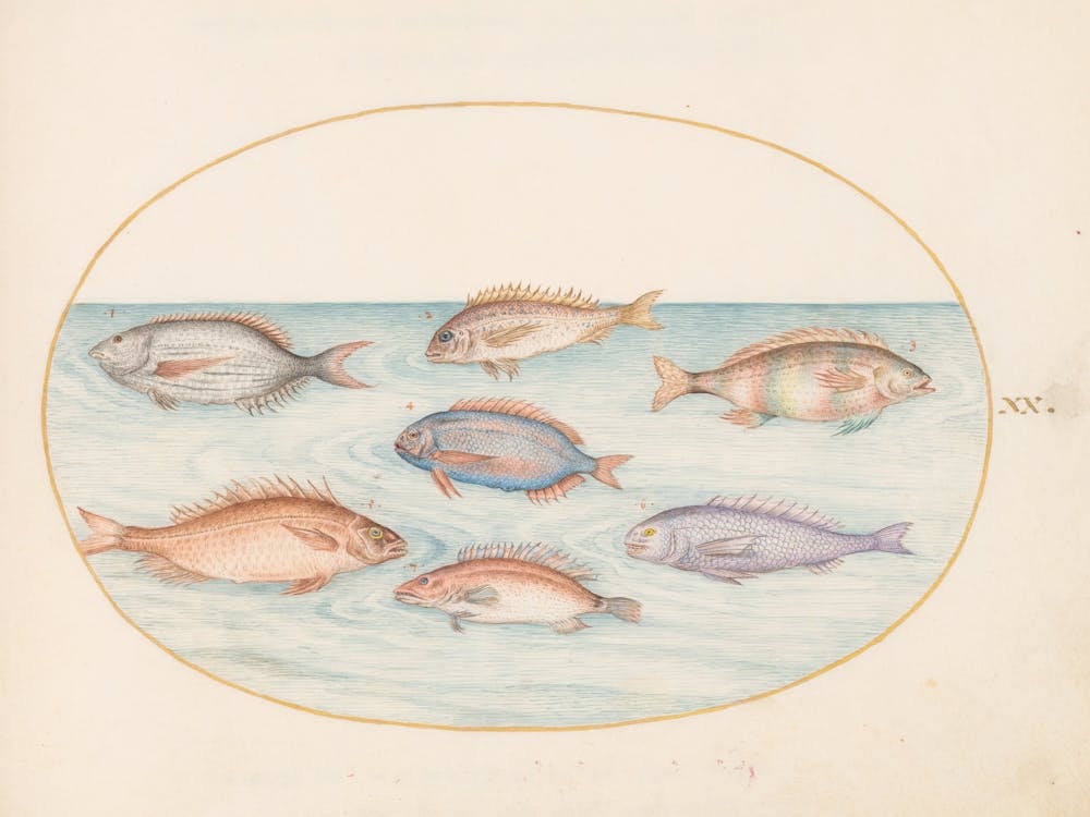 Animalia Aqvatilia Et Cochiliata, Joris Hoefnagel 1