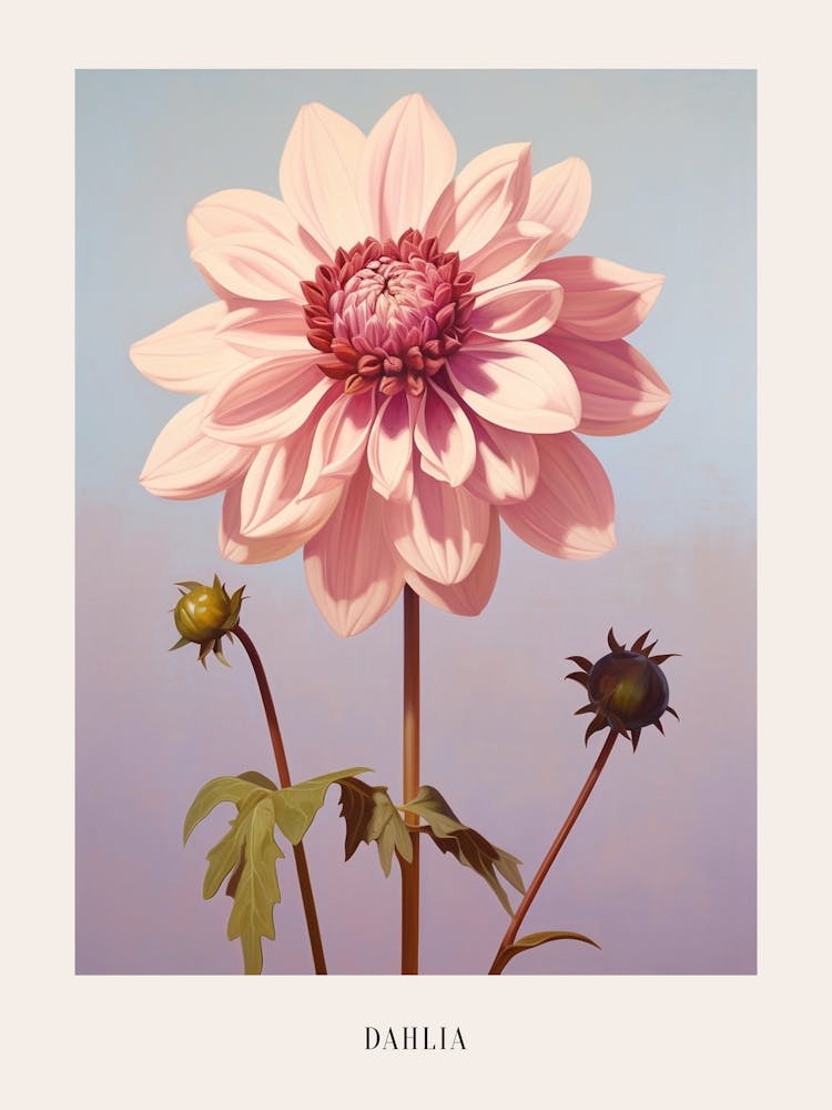 Floral Illustration Dahlia 2 Poster