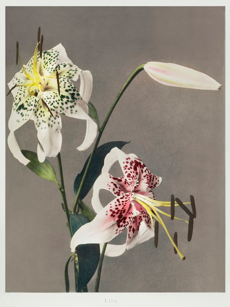 Lilie, Handkolorierte Kollotypie aus Some Japanese Flowers (1898), Kazumasa Ogawa