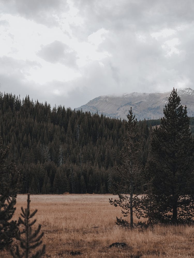 Pine Tree Valley