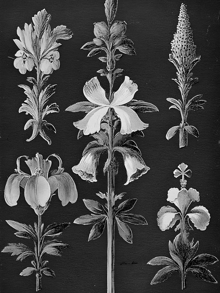Botanical Illustration