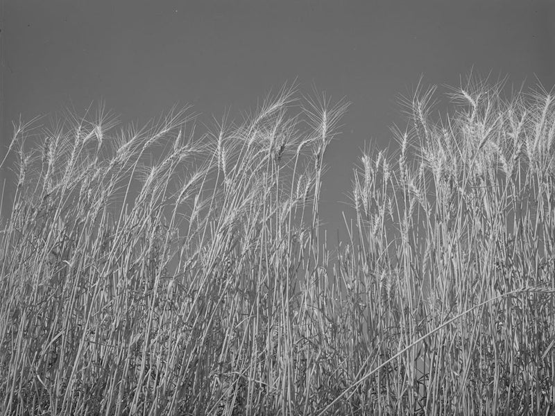 Ripe Wheat In The Field, Walla Walla County, Washington By Russell Lee