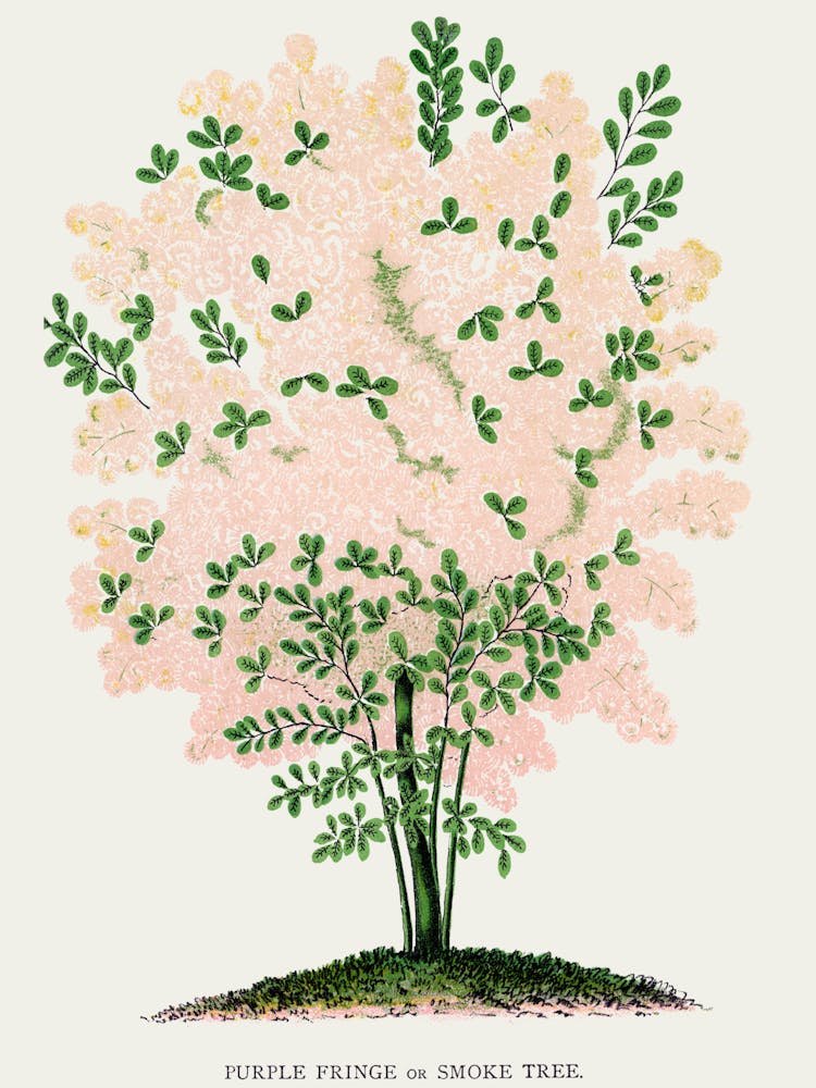 Lilas Rose