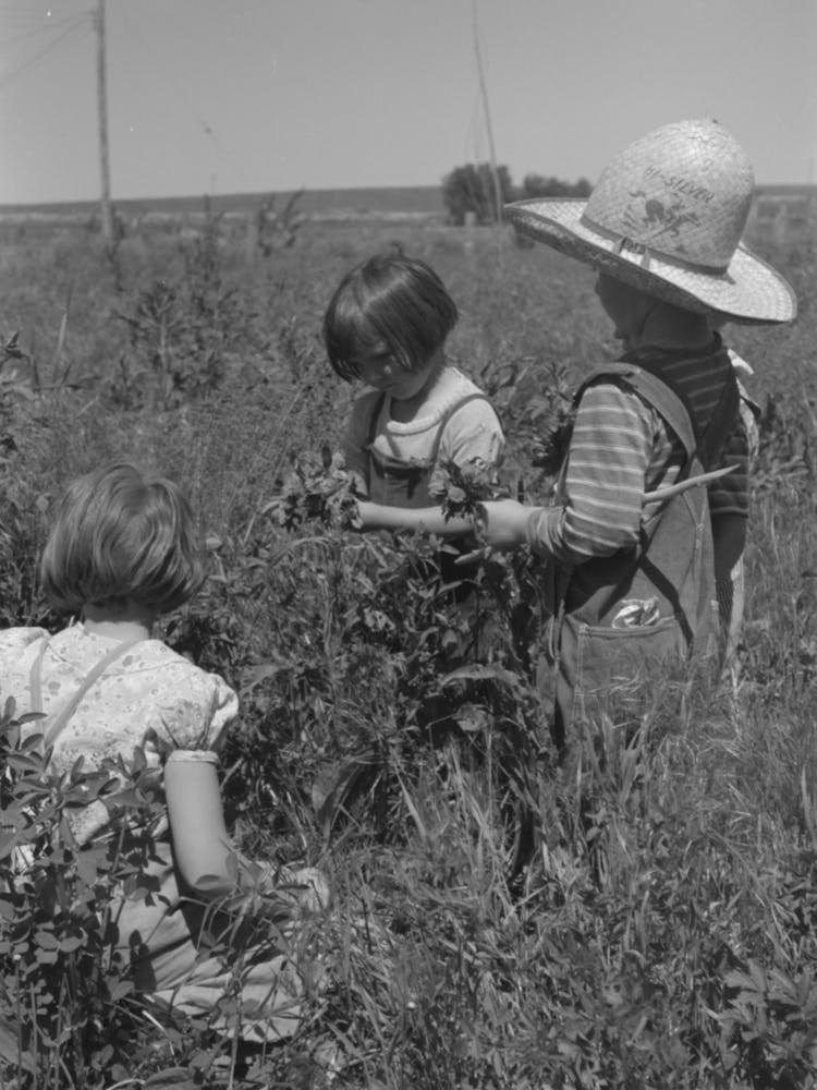 Untitled Photo, Possibly Related To Child Of Farm Worker Who Lives At The Fsa (Farm Security Administration) La