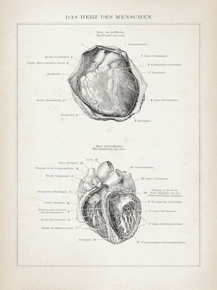 Vintage Brockhaus 3 Anatomie Herz
