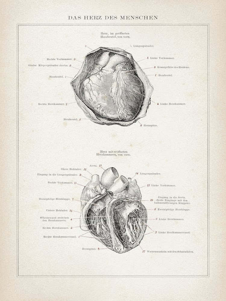 Vintage Brockhaus 3 Anatomie Herz