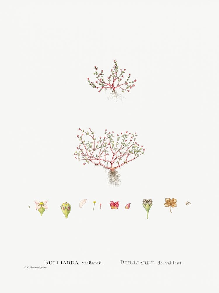Bulliards Vaillantii, Pierre Joseph Redoute