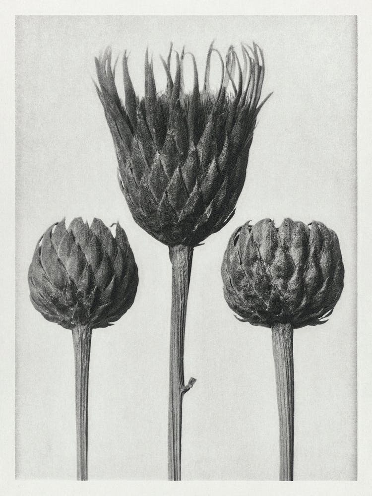 Bare Stemmed Common Saw Wort (1928), Karl Blossfeldt