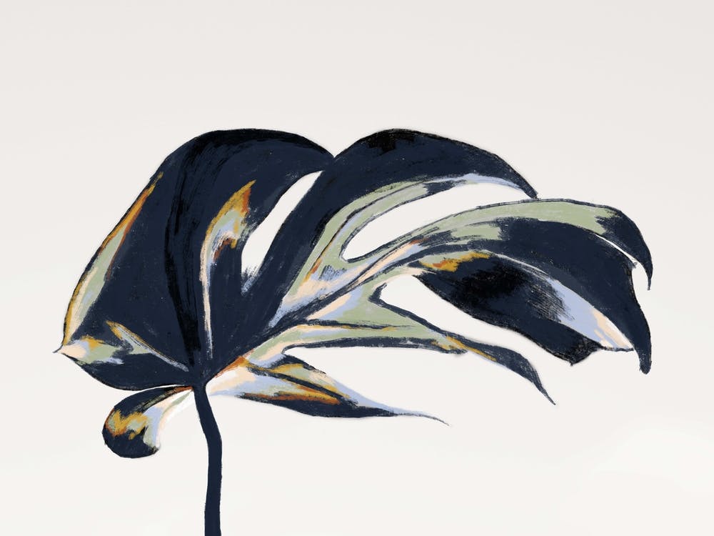 Colorful Monstera Leaf