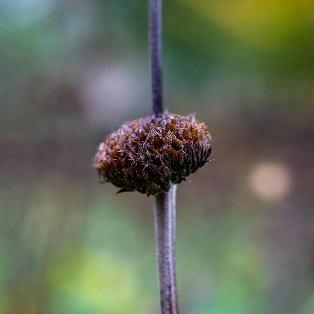 Single Burs