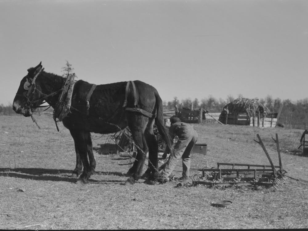 Untitled Photo, Possibly Related To Son Of Pomp Hall, Tenant Farmer, Going To Work The Field With A Spike Tooth Harrow