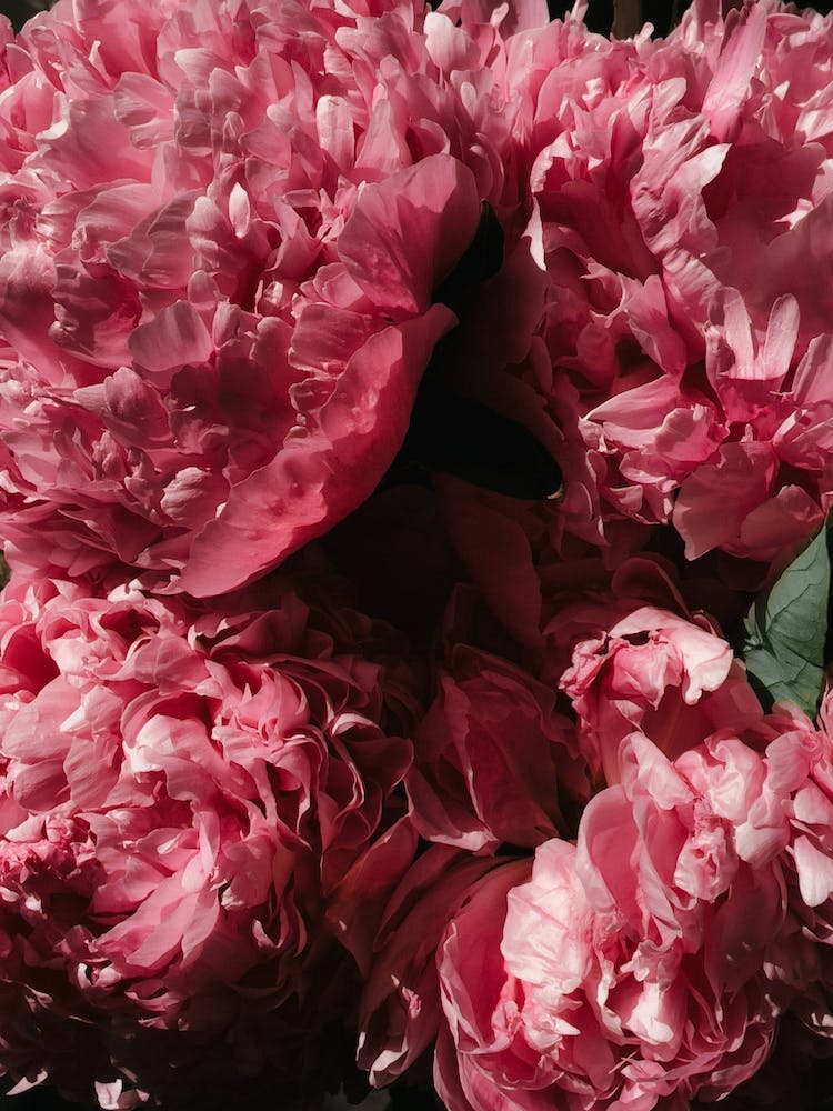 Flower Blossoms