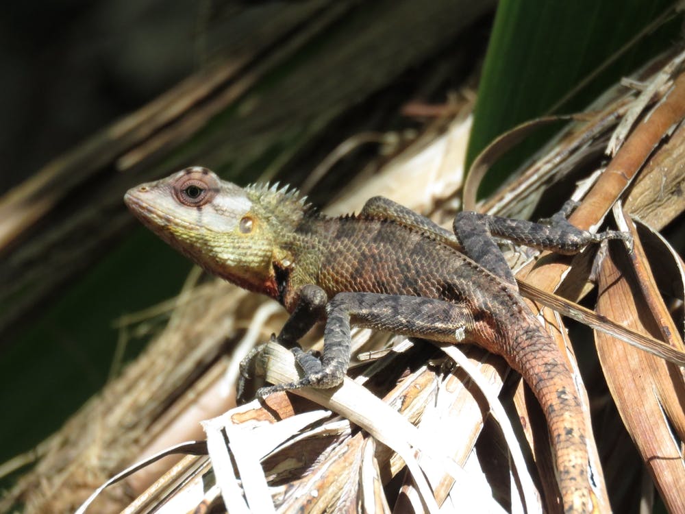 Lizard in Tropical vegetation jungle