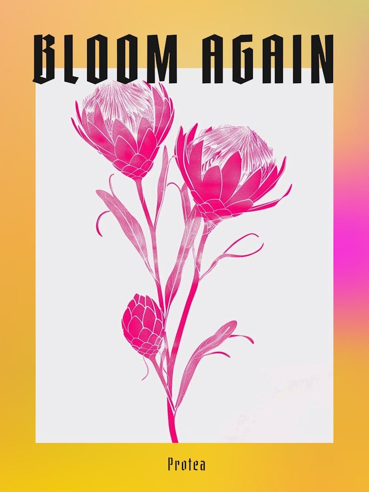 Hot Pink Protea 2 Poster