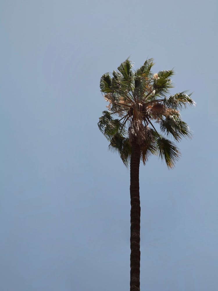 Morocco Palm Travel Print 1