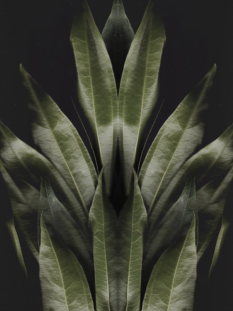 Green Leaves Vertical