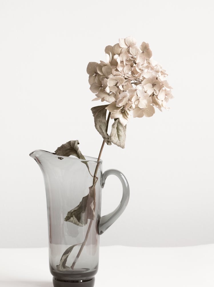 Flower in Jug_2114230