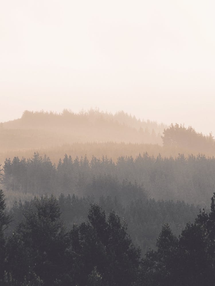 Gradient Forest Hills