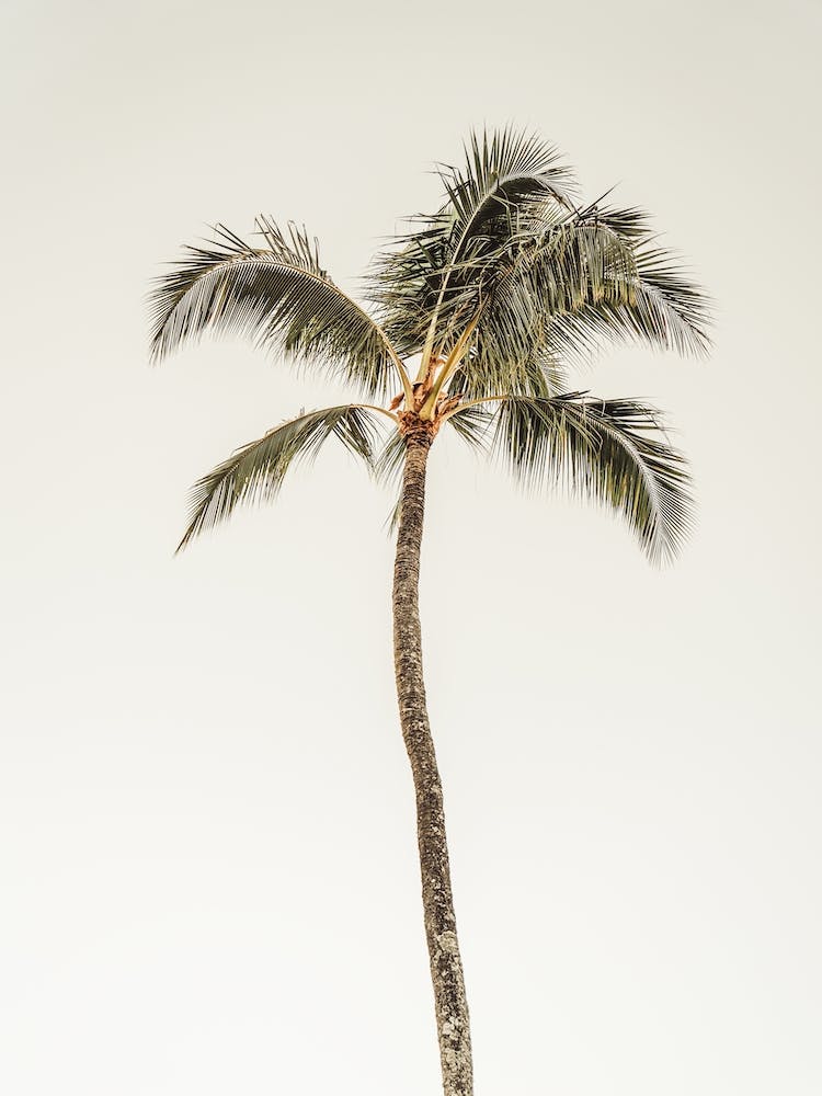 Single Palm Tree